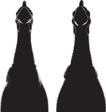 Pair of ostrich bird silhouettes isolated on white background, wild African bird graphic element for wildlife conservation or nature-themed design projects