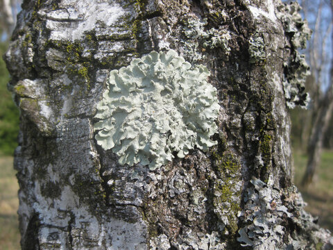 Close-up of Tree Bark with Lichen and Moss