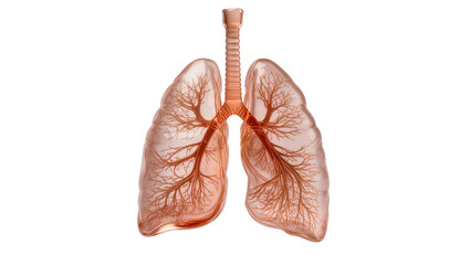 Translucent lungs with intricate bronchial tree and trachea isolated on transparent background, for medical education © Lukas