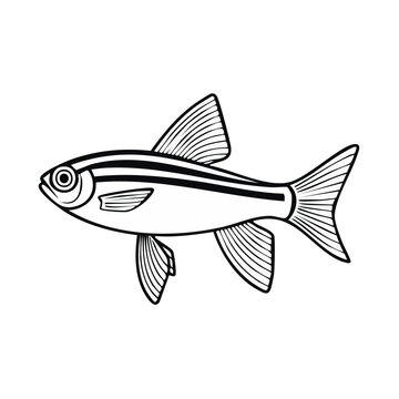 Simple line art illustration of a zebra danio fish swimming side profile with stripes
