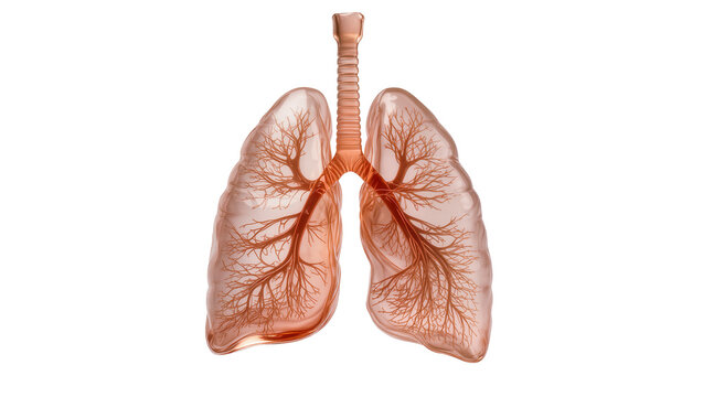 Translucent lungs with intricate bronchial tree and trachea isolated on transparent background, for medical education
