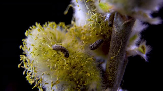 Macro Shot of Small Caterpillar (Moth Larva) Crawling on Fuzzy Pussy Willow (Salix Caprea) Inflorescence, Insect Life Cycle in Spring, Dark Background.