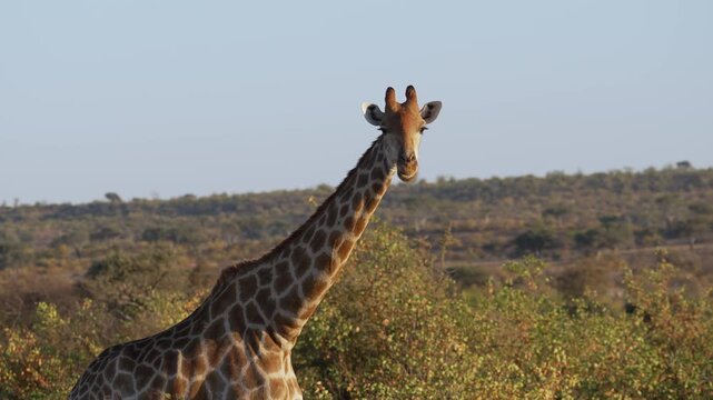 4K 30fps footage of a South African giraffe feeding in the Greater Mapungubwe Conservation Area, Botswana. Wildlife behaviour in natural mopane veld habitat, ideal for documentary and commercial use.