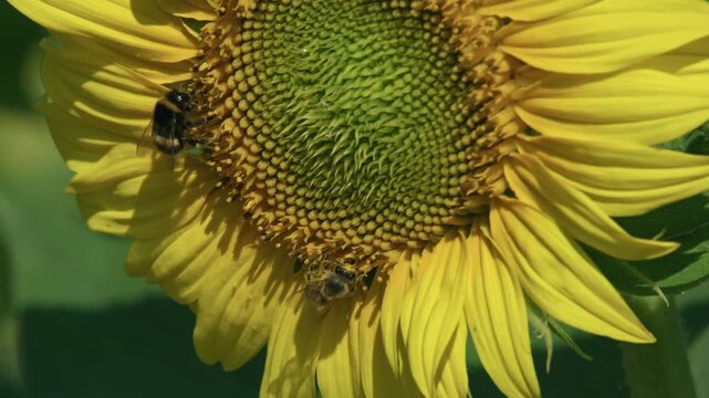 bee collecting nectar on a blooming sunflower in summer