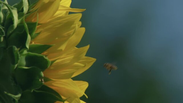 bee collecting nectar on a blooming sunflower in summer