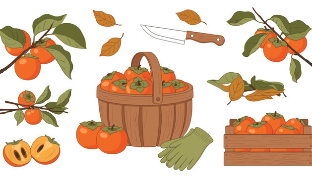 A persimmon illustration set with a wooden basket and crate
