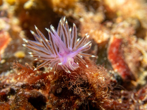 Nudibranch Paraflabellina ischitana on seabed underwater macro Mediterranean Sea