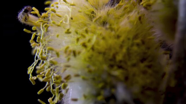 Spring Willow Pest: Small Caterpillar Infesting Pussy Willow Catkin.