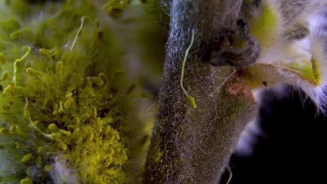 Biological Synergism: Insect Larva in Willow Ecosystem, Macro Detail.
