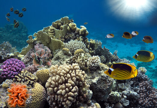 Wonderful and beautiful underwater world with corals