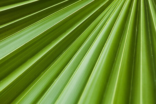 Green palm leaf texture