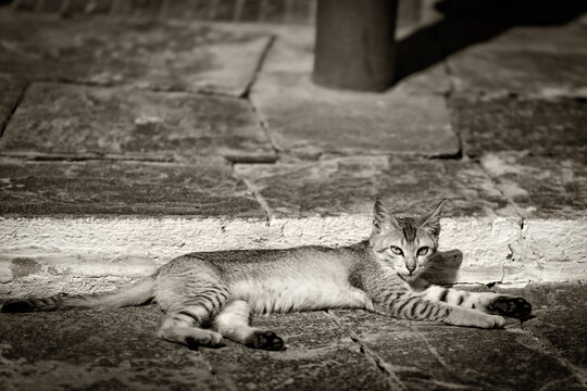 Faune du Bhoutan chat
