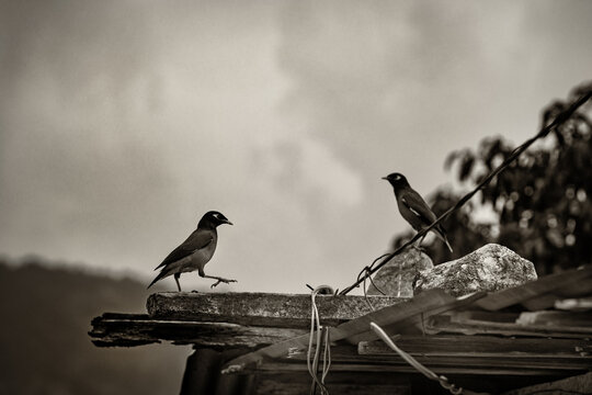 Faune du Bhoutan Martin triste