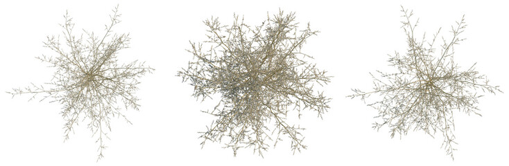 Codariocalyx motorius tree plan, top view, cutout, transparent background, isolate, Delicate Branch...