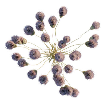 Dipsacus sativus tree plan, top view, cutout, transparent background, isolate, Close-up of delicate blue and purple wildflowers, a beautiful floral nature scene.