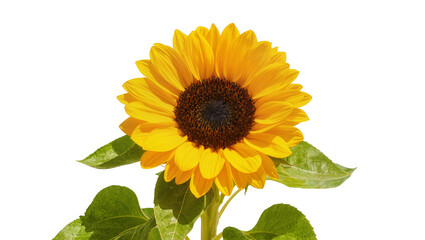 Fototapeta premium Bright yellow sunflower with a dark brown center green stem and leaves, isolated on transparent background