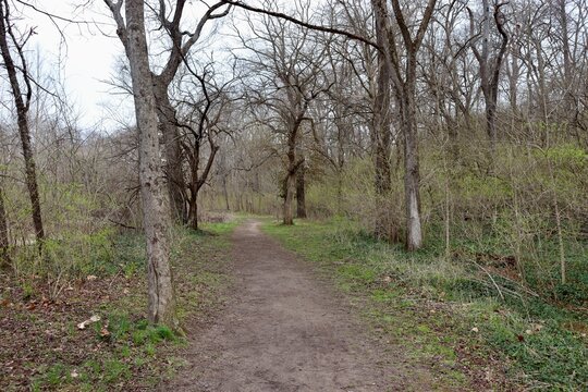 The hiking trail in the forest on a cloudy winter day.