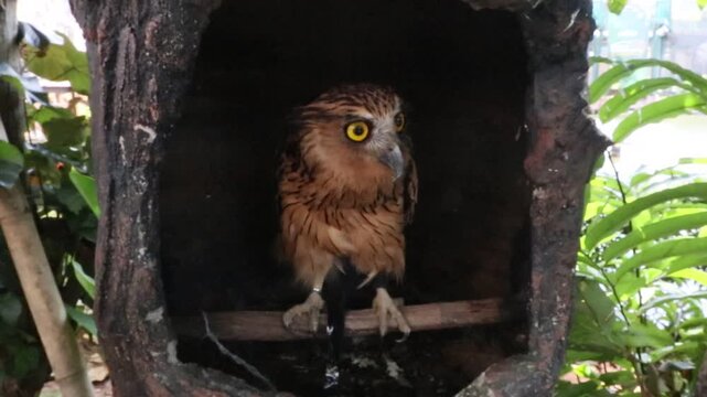 an owl kept in a zoo in Java, Indonesia