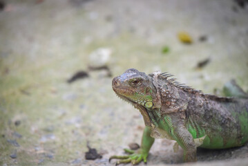Fototapeta premium Green iguana rests on textured ground. Spiny crest runs along its back. Detailed scales show natural color variation. Calm and alert, it gazes slightly off-camera. Great for wildlife, nature