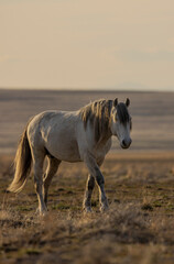 Obraz premium Wild Horse in the Utah Desert in Springtime