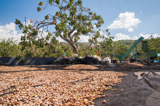 Pistachio harvest season
