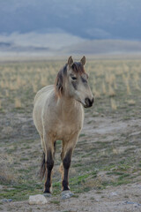 Obraz premium Wild Horse in the Utah Desert in Springtime