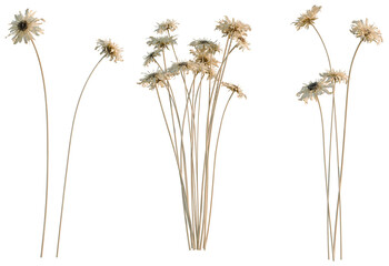 Fototapeta premium Gerbera jamesonii tree, elevation, front view, cutout, transparent background, isolate, Close-up of a vibrant dandelion seed head, a symbol of wishes and gentle dispersal.