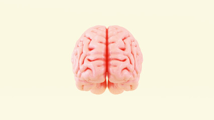 human brain anatomy organ biology medical pink cerebrum hemisphere gyrus sulcus realistic detailed model 3d illustration