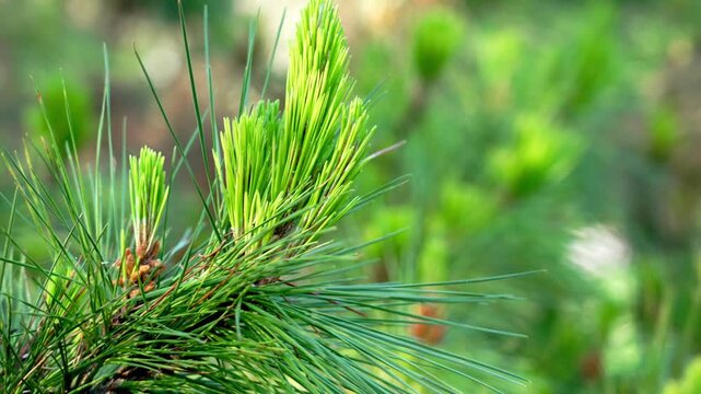 Close up of young pine shoots with fresh green needles growing on coniferous tree branch in ecological forest environment. Spring regeneration concept