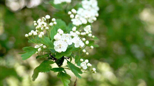 Blooming hawthorn branch with clusters of small white flowers and green leaves. Crataegus monogyna plant