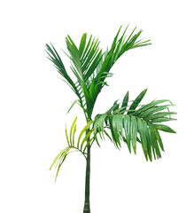 Fototapeta premium A fresh green tropical palm tree with lush leaves and natural branches isolated on a white background for a summer nature illustration, A betel nut tree silhouette,