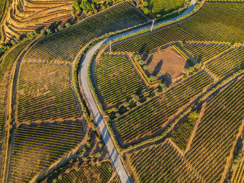 Top down drone view of terraced vineyards and a winding rural road in Douro Valley, Portugal, with geometric patterns and warm sunlight.