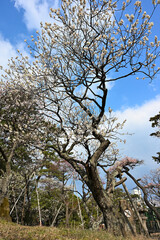 Fototapeta premium 春の白山神社に咲く梅と公園の風景（新潟県新潟市中央区）