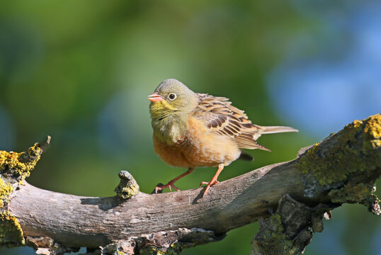 Adult male Ortolan Bunting (Emberiza hortulana) in vibrant breeding plumage perched against a beautifully blurred background.