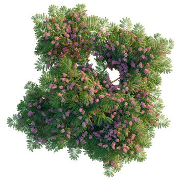 Cassia javanica tree plan, top view, cutout, transparent background, isolate, Detailed aerial view of lush green foliage with colorful flowers, vibrant natural beauty