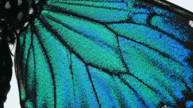 Close-up video of a vibrant butterfly wing displaying intricate blue and green patterns in stunning detail