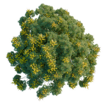 Peltophorum pterocarpum tree plan, top view, cutout, transparent background, isolate, Detailed pine tree with needles and branches, perfect for a nature background or graphic design.