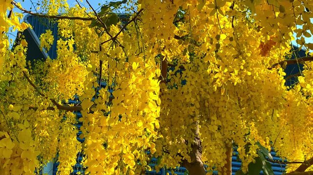 Low angle of Golden Shower Tree (Cassia fistula) blooming against blue sky. Vibrant yellow flowers sway in summer breeze. Perfect for nature and travel projects.