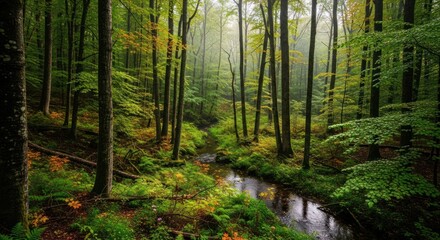 Fototapeta premium A misty forest scene reveals a winding creek cutting through a densely wooded area. Tall trees with vibrant green foliage line the creek banks, creating a sense of depth and tranquility.