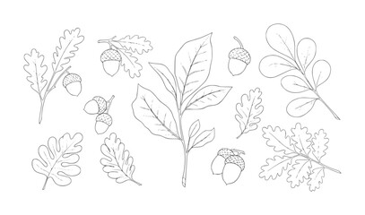 Black and white line of oak leaves and acorns outline botanical © Khairul