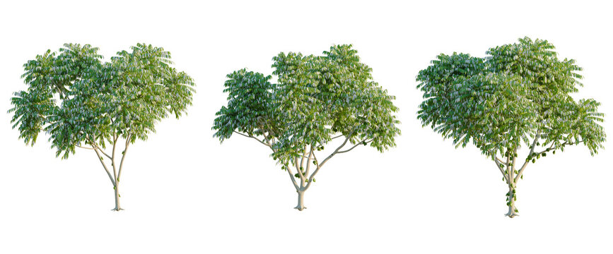 Averrhoa bilimbi tree, elevation, front view, cutout, transparent background, isolate, Stylized tree with rounded crown, elegant design, vector illustration for your design project