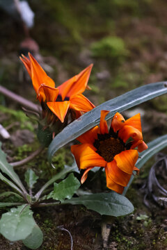 Bright orange gazania flower growing in the wild against a dark background. Close-up macro shot with soft light highlighting petal texture and green leaves. Natural beauty, vibrant color, floral