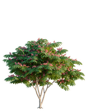 Cassia javanica tree, elevation, front view, cutout, transparent background, isolate, Pink Flamboyant Tree Blooming in Springtime, Close-Up of Vibrant Flowers and Green Leaves