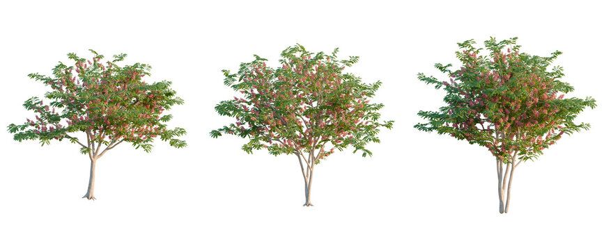Cassia javanica tree, elevation, front view, cutout, transparent background, isolate, Blooming Pink Cherry Blossom Tree Branch with Delicate Flowers, Springtime Floral Detail