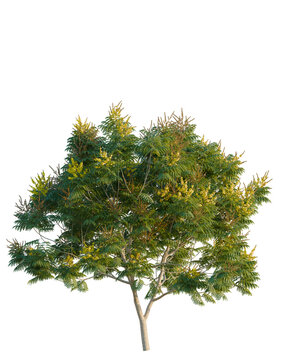 Peltophorum pterocarpum tree, elevation, front view, cutout, transparent background, isolate, Delicate Green Fern Branch with Dew Drops on Leaves, Detailed Botanical Illustration, High Resolution