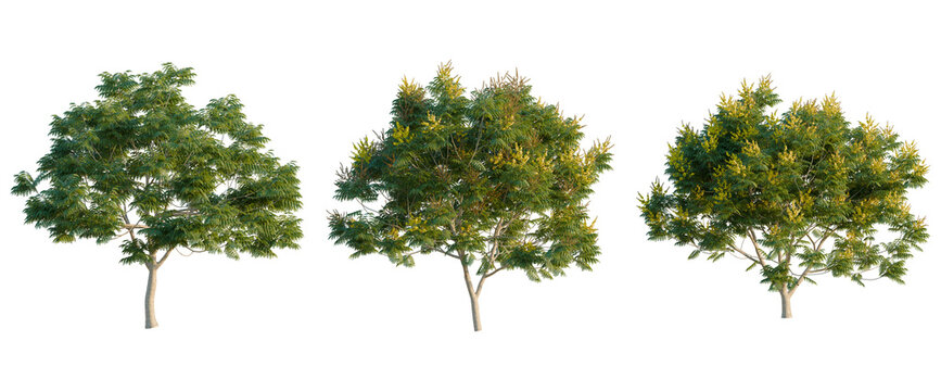 Peltophorum pterocarpum tree, elevation, front view, cutout, transparent background, isolate, Detailed lush green tree branches with vibrant foliage, natural texture, close-up nature