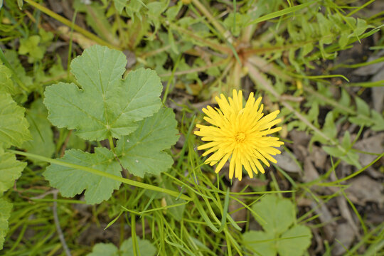 Single dandelion bloom with green jagged leaves growth. Common yellow flower grows in soil with characteristic leaves. 