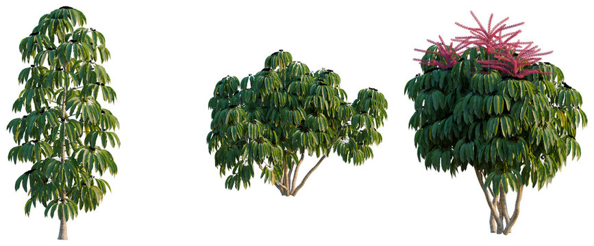 Schefflera actinophylla tree, elevation, front view, cutout, transparent background, isolate, Detailed close-up of a vibrant green plant with delicate foliage, studio shot.