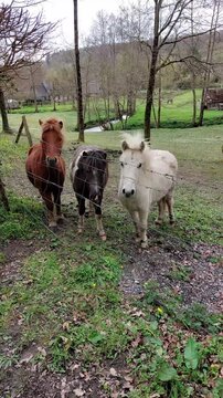 Trois poneys devant une cl&ocirc;ture 