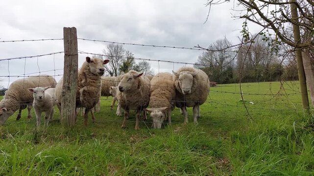 Moutons dans un champ